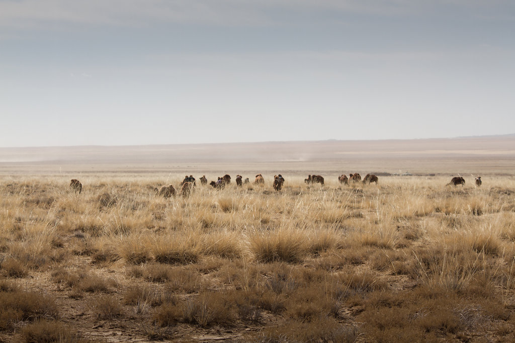 Gobi Desert, Mongolia